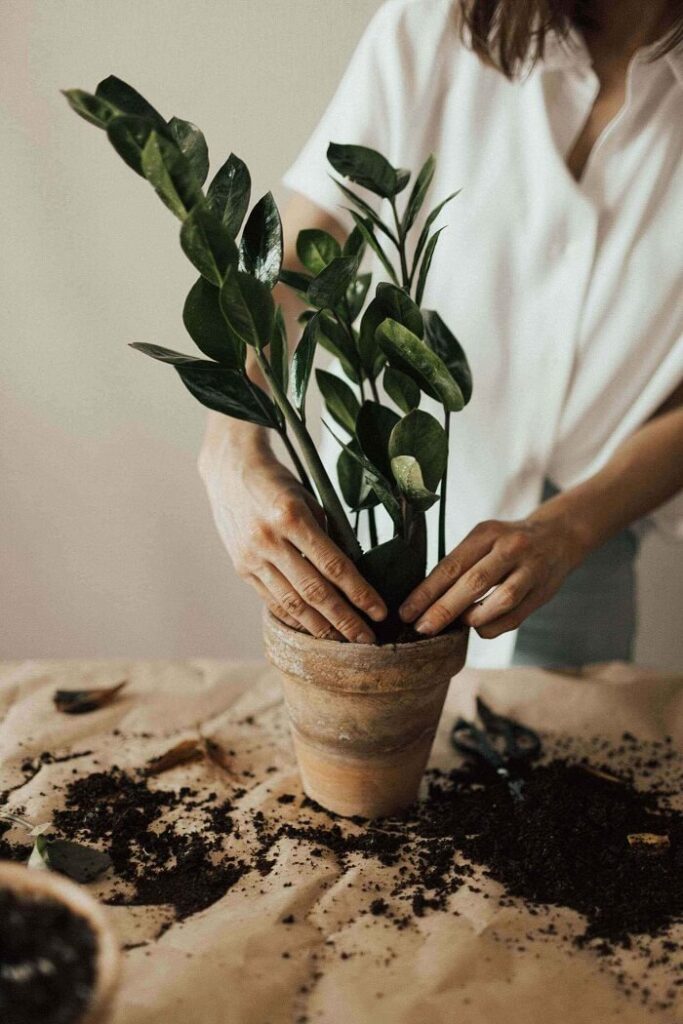 ervoor zorgen dat de planten in de potten goed verzorgd worden