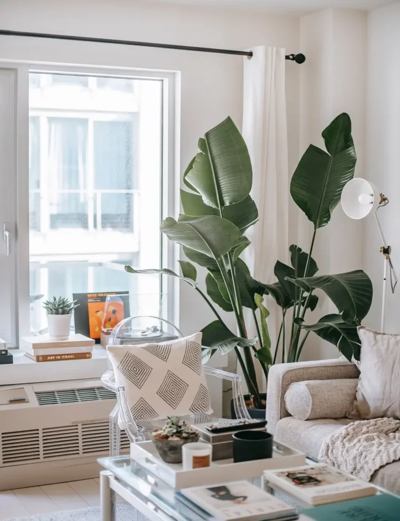 plants-to-decorate-your-house