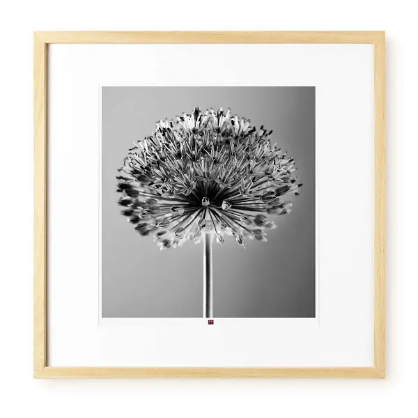 a minimalist flower in black and white with beige frame