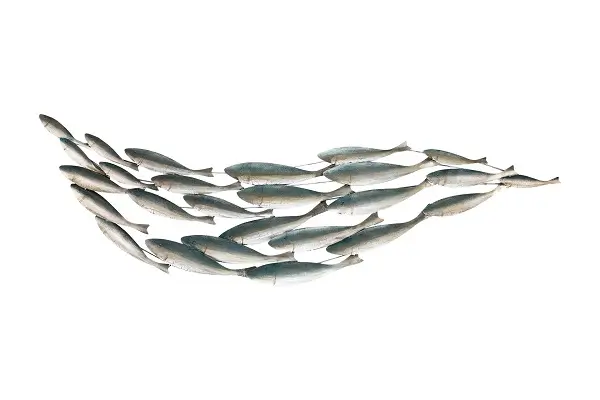 A wall art made of metal in a group of fish design